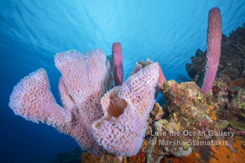 Purple Sponges